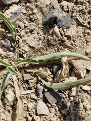 Pyrrocoma apargioides