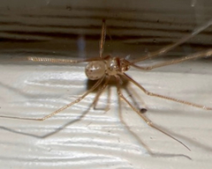 Spermophora senoculata