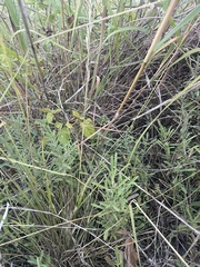 Dyschoriste linearis