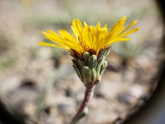 Pyrrocoma apargioides