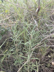 Dyschoriste linearis