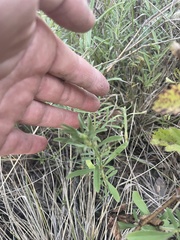 Dyschoriste linearis