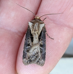 Agrotis vancouverensis