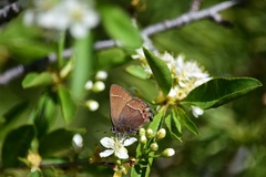 Callophrys johnsoni
