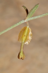 Acleisanthes angustifolia