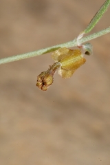 Acleisanthes angustifolia