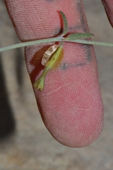 Acleisanthes angustifolia