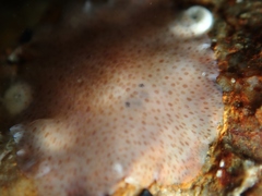 Acotylea