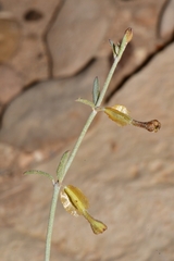 Acleisanthes angustifolia