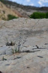 Acleisanthes angustifolia