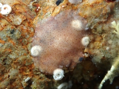 Acotylea