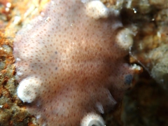 Acotylea