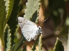 Satyrium sylvinus