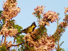 Machlolophus aplonotus