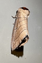Datana angusii