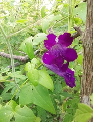 Maurandya barclayana