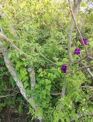 Maurandya barclayana