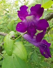 Maurandya barclayana