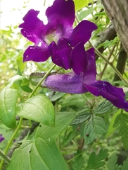 Maurandya barclayana