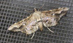 Merodictya marmorata