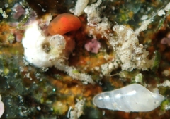 Vayssierea cinnabarea