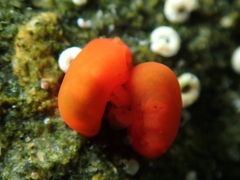 Vayssierea cinnabarea