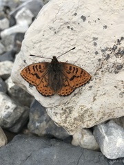 Boloria astarte