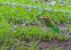 Psilopogon zeylanicus