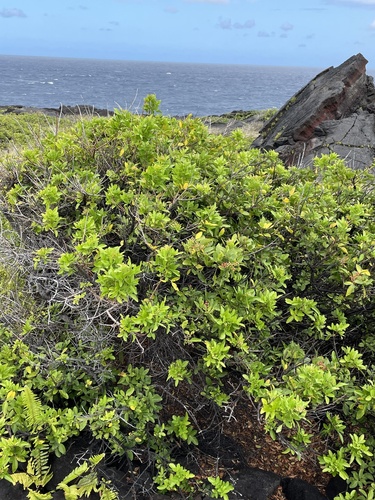 Schinus terebinthifolia