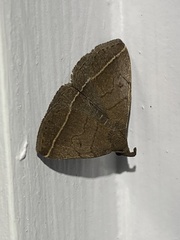 Zanclognatha obscuripennis