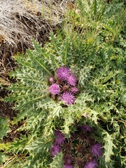 Cirsium scariosum congdonii