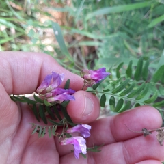 Vicia cassubica