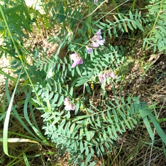 Vicia cassubica