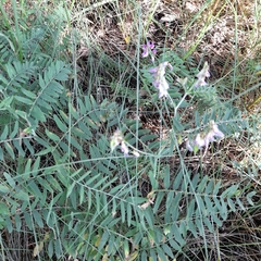 Vicia cassubica