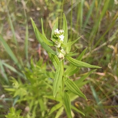 Galium rubioides