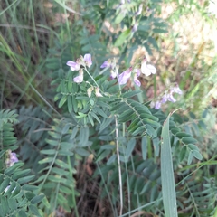 Vicia cassubica