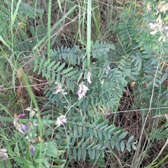 Vicia cassubica