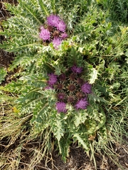 Cirsium scariosum congdonii