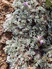 Lupinus breweri bryoides