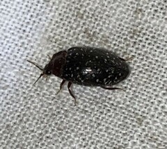 Chelonarium lecontei