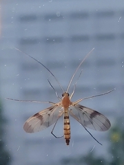 Macrocerinae