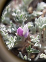 Lupinus breweri bryoides
