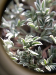 Lupinus breweri bryoides