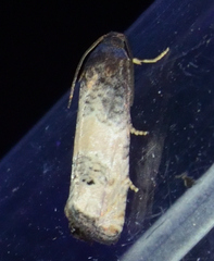 Epiblema desertana