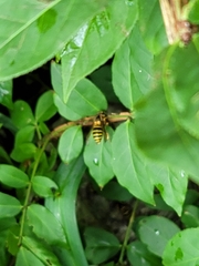 Dolichovespula flora