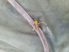 Dolichovespula flora