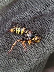 Dolichovespula flora