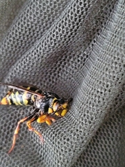 Dolichovespula flora