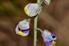 Hebecarpa barbeyana