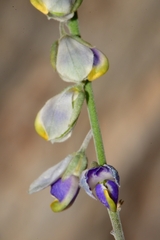 Hebecarpa barbeyana